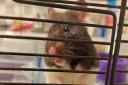 Oreo the hamster was found abandoned on Pembury Street in Hackney