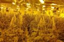 The cannabis farm in Rosina Street, Homerton was raided by police and the London Fire Brigade