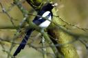 Magpies are just one of the birds that can be seen in Hackney. Picture: MICHAEL SMITH/IWITNESS