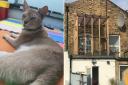 Xander was stolen. Right, the 'catio' that was built for him - then removed. Pictures: Claire Patel