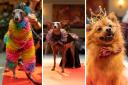 A Dalston bar hosted a drag race for dogs and their owners