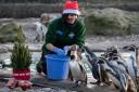 Penguins enjoy Christmas at London Zoo where festive activities include animal talks, Santa's grotto and sleepovers with the lions.