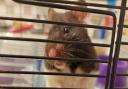 Oreo the hamster was found abandoned on Pembury Street in Hackney