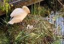 A group of Hackney gardeners have transformed Kingsland basin on Regent's Canal, into a place where wildlife thrives