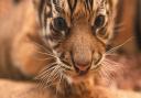To mark the Chinese Year of the Tiger, ZSL London Zoo has shared stunning images of baby tiger cub Loki and mum Gaysha


 


The seven-week-old Critically Endangered Sumatran tiger – named Loki by the international conservation
charity’s members in