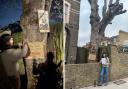 Residents of Bayston Road want to prevent the sycamore being cut down