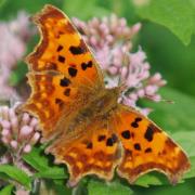 A London-wide photography competition is asking year 5 pupils to send in pictures celebrating local biodiversity