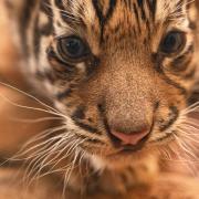 To mark the Chinese Year of the Tiger, ZSL London Zoo has shared stunning images of baby tiger cub Loki and mum Gaysha


 


The seven-week-old Critically Endangered Sumatran tiger – named Loki by the international conservation
charity’s members in