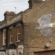 The winning design will join the mural of a sparrow hawk painted by eco-artist ATM on Daubeney Road as part of the 10xGreener project.