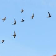 The population of swifts has fallen by more than half in the past 25 years