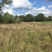 A photo of Hackney Marshes where some of the trees were planted and died last year.
