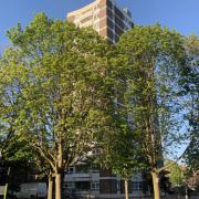 The trees at Dixon Clark Court are scheduled to be felled. Picture: Alex Hofford