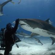 A shot from Tiger Shark King
