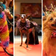 A Dalston bar hosted a drag race for dogs and their owners