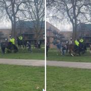 A video shared on TikTok shows a dog savagely attacking a police horse in Victoria Park