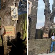 Residents of Bayston Road want to prevent the sycamore being cut down
