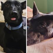 20-month Dutch shepherd Willow is looking for a new home after she was found abandoned outside The Virgin Queen pub in Hackney