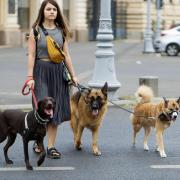 Hackney Council is considering a limit on the number of dogs a person can walk in its open spaces. Photo: Pixabay