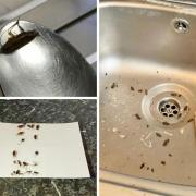 Images show cockroaches in Salma Gajia's flat and those in her upstairs neighbour's flat