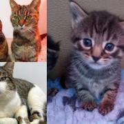 Cats rescued by the East London and Havering branch of the RSPCA