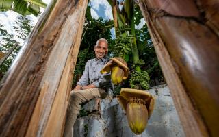 Ripon Ray was left stunned after bananas started growing in his garden